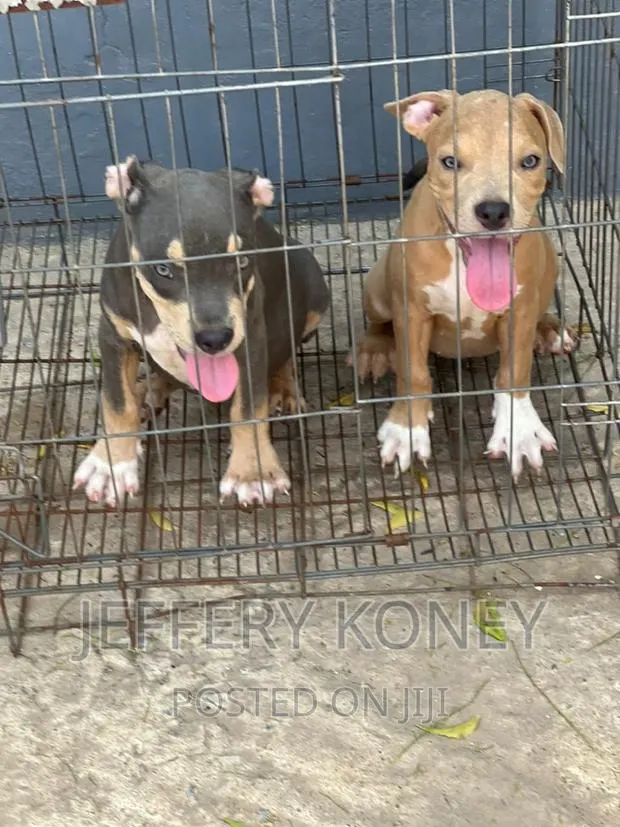 1-3 months Female Purebred American Bully · Photo 1