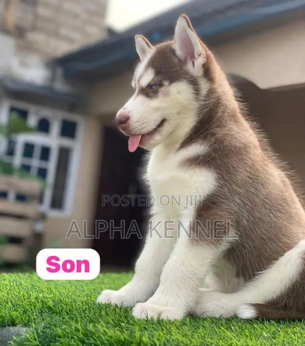 1-3 months Female Purebred Siberian Husky · Photo 1