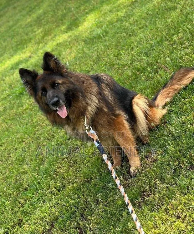 1-3 months Male Purebred German Shepherd · Photo 1