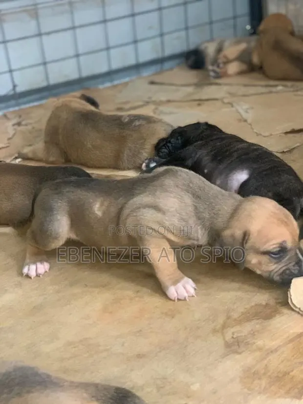 1-3 months Male Mixed Breed Boerboel · Photo 1