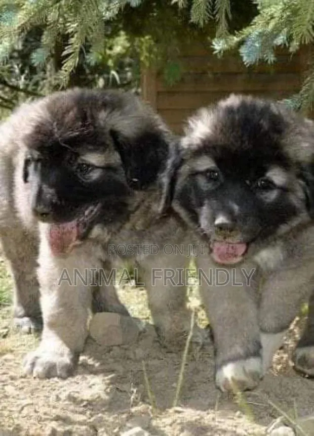 1-3 months Male Purebred Caucasian Shepherd · Photo 1