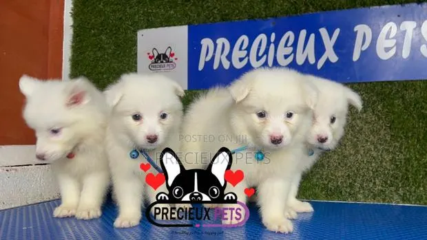 1-3 months Male Purebred American Eskimo · Photo 1