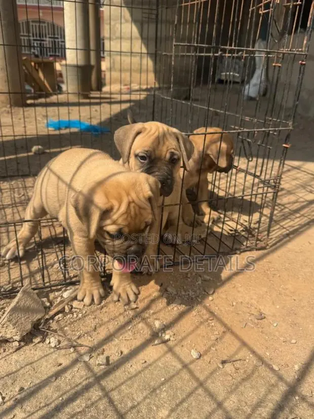 1-3 months Male Purebred Boerboel · Photo 1