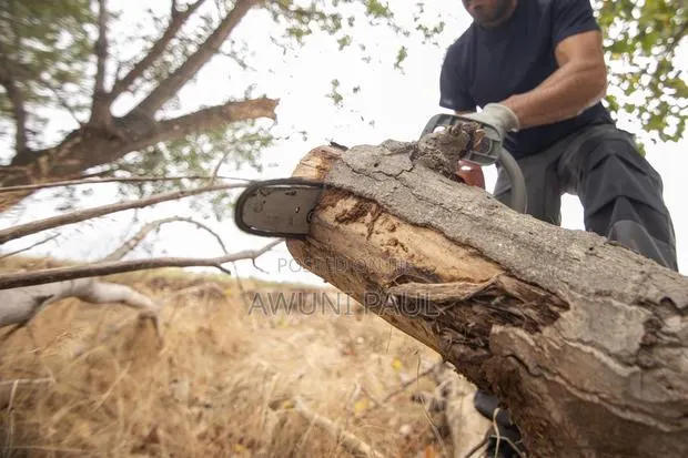 Tree Cutting And Fumigation · Photo 1