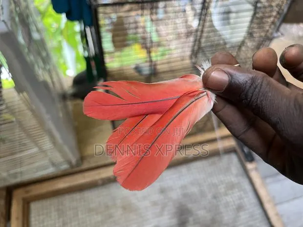 Red Tail Parrot Feathers · Photo 1