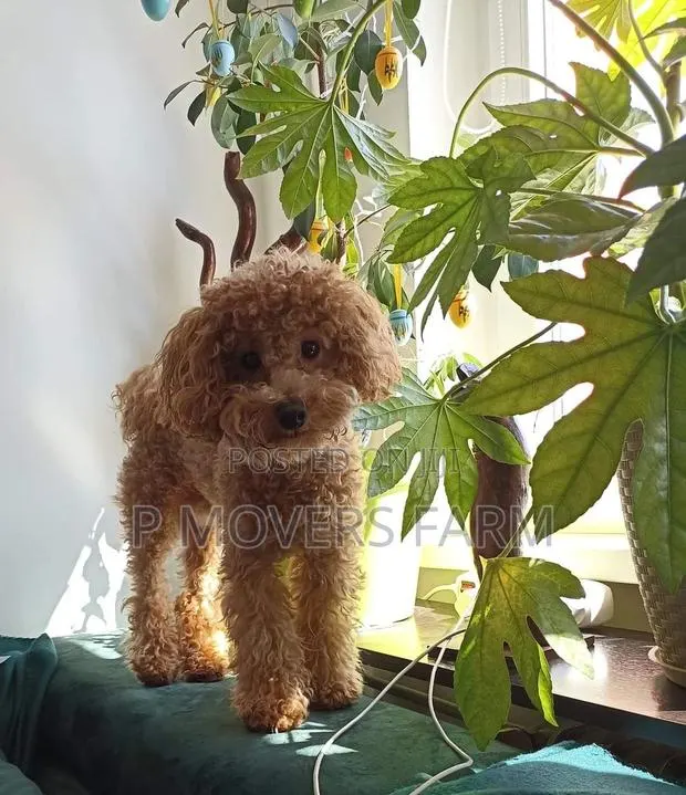1-3 months Male Purebred Poodle · Photo 1