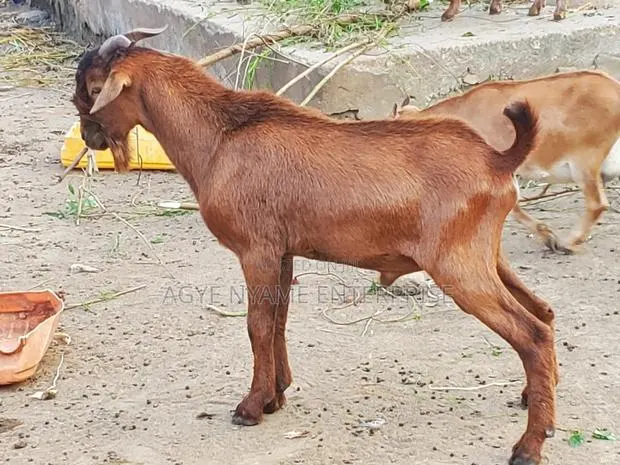 Matured Male Goat for Odogwu · Photo 1