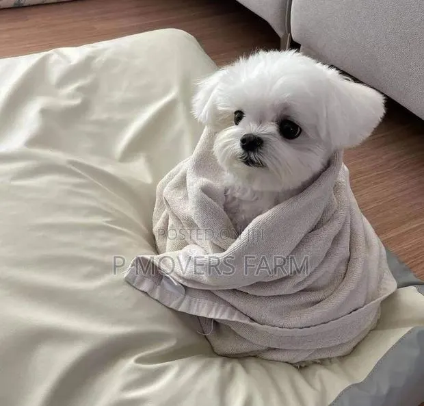 1-3 months Male Purebred Poodle · Photo 1