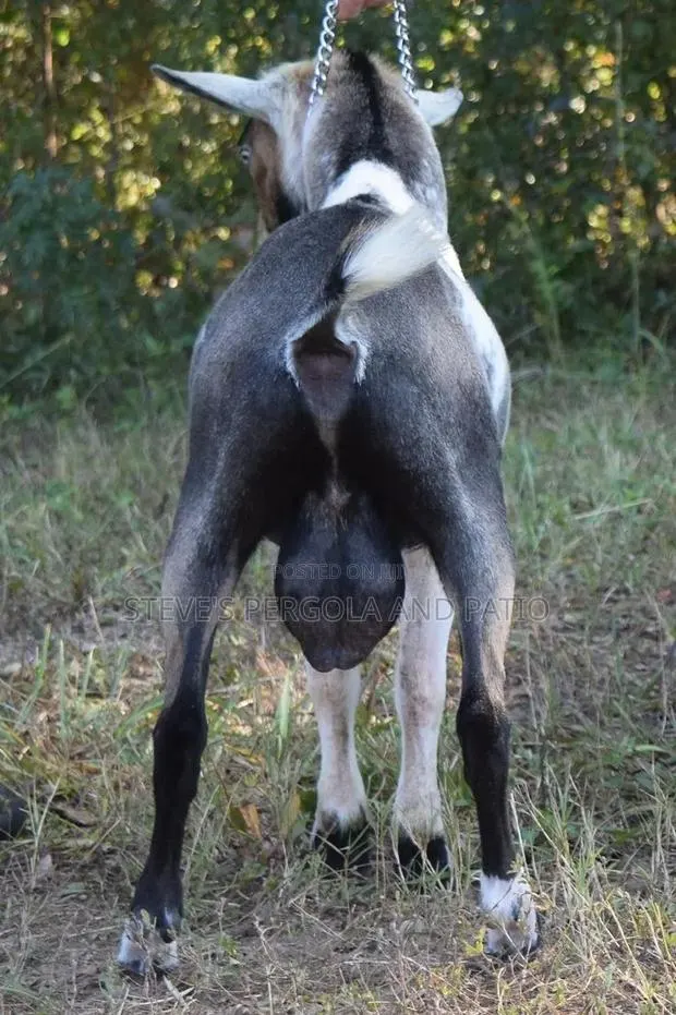 Goat Matured Male · Photo 1