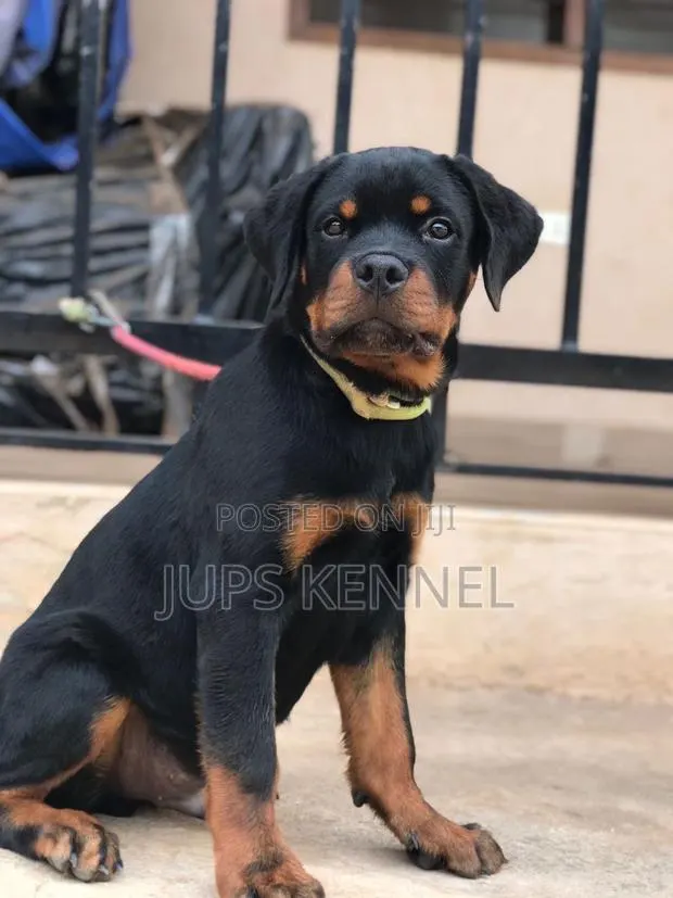 1-3 months Male Purebred Rottweiler · Photo 1