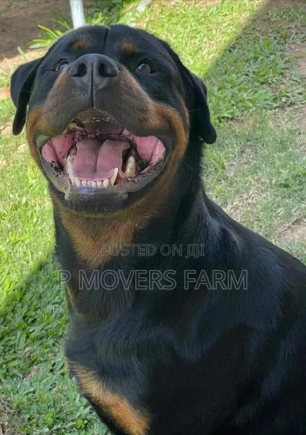 1-3 months Male Purebred Rottweiler · Photo 1