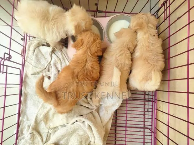 1-3 months Male Purebred Poodle · Photo 1