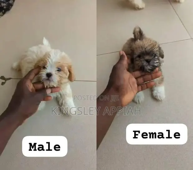 1-3 months Female Purebred Poodle · Photo 1