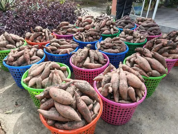 Orange Fleshed Sweet Potato Per Basket · Photo 1