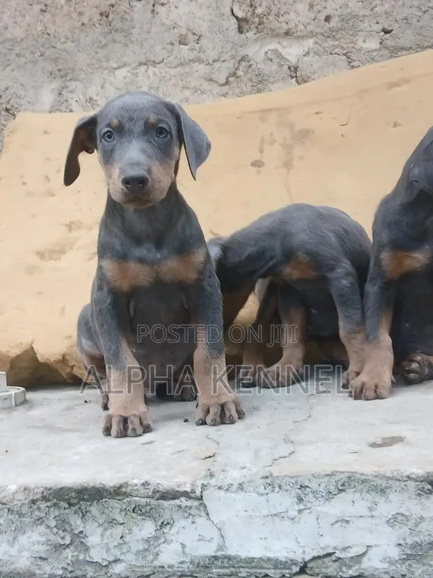 1-3 months Female Purebred Doberman Pinscher · Photo 1