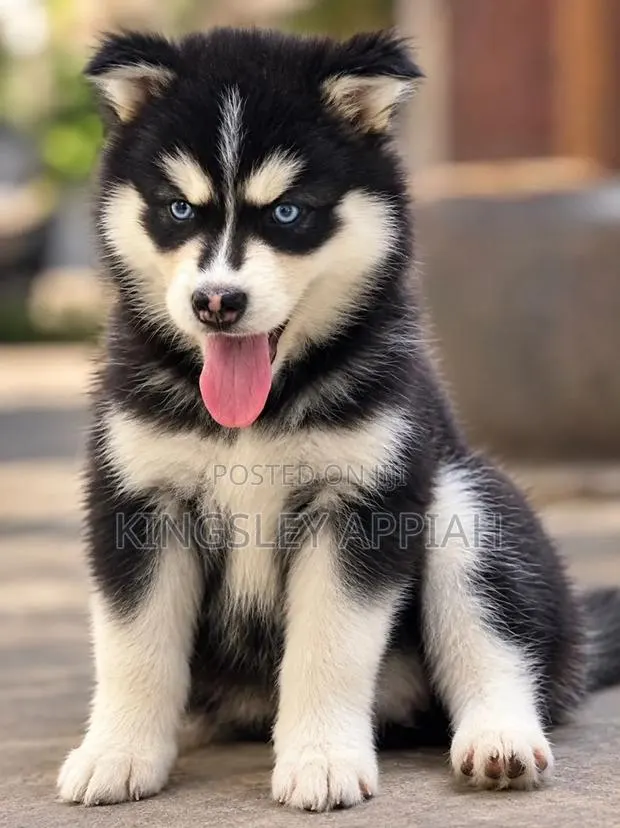 1-3 months Male Purebred Siberian Husky · Photo 1