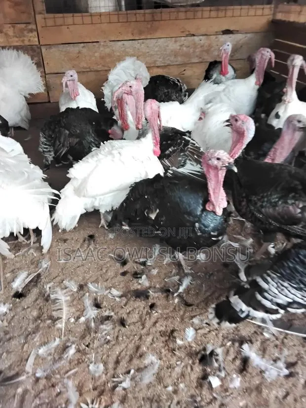 Matured Male Turkey · Photo 1