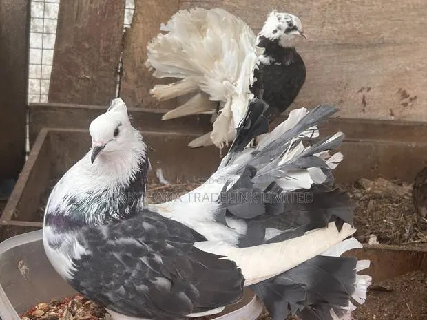 Indian Fantail and Lahore Pigeons · Photo 3