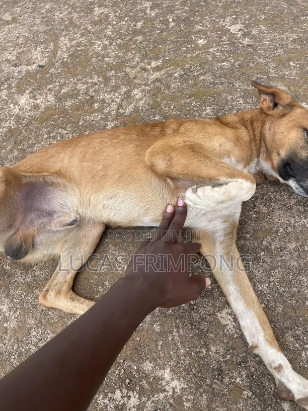 6-12 months Male Mixed Breed Dog · Photo 3