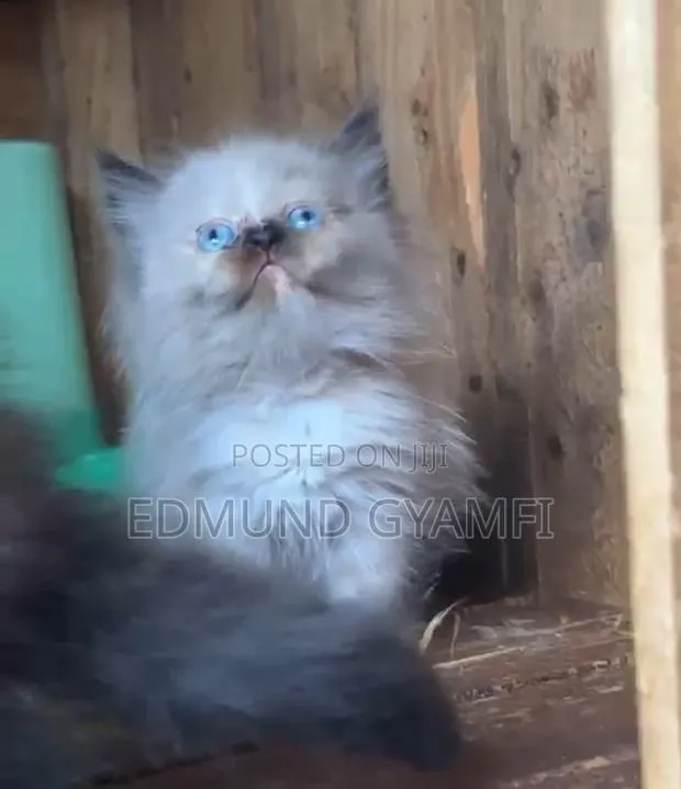 1-3 months Female Purebred Persian · Photo 1