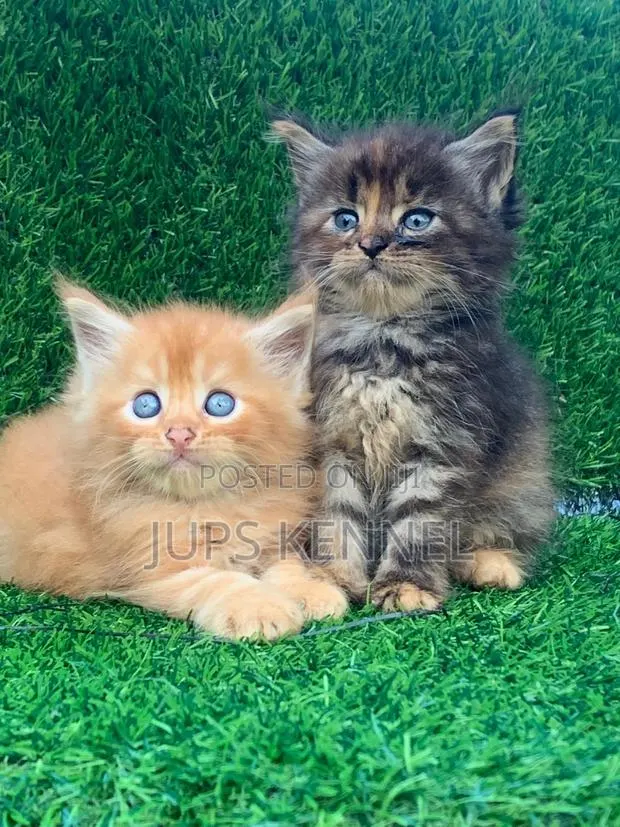 1-3 months Female Purebred Maine Coon · Photo 1