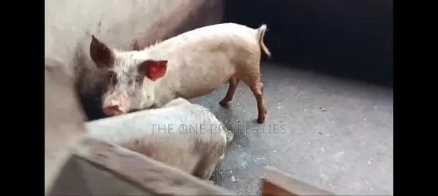 Pigs Farm for Sale at Nsawam Voltic · Photo 2