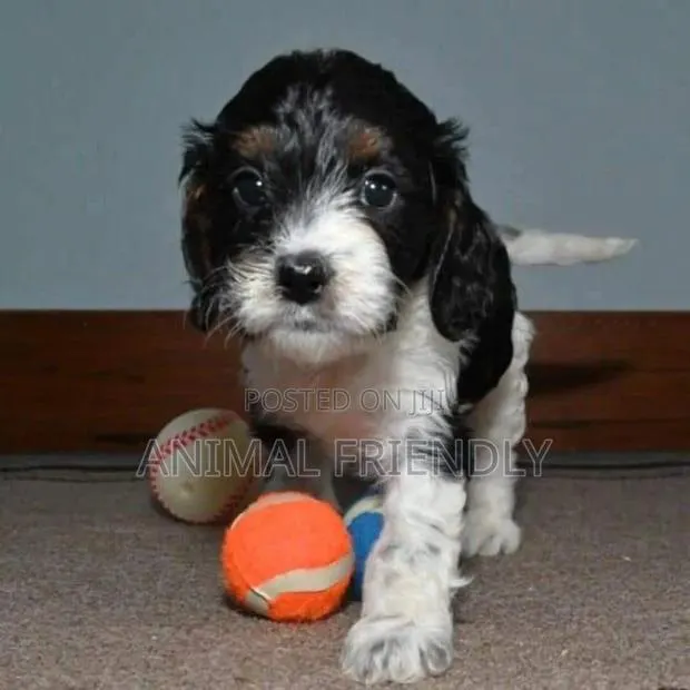 1-3 months Female Purebred Poodle · Photo 1