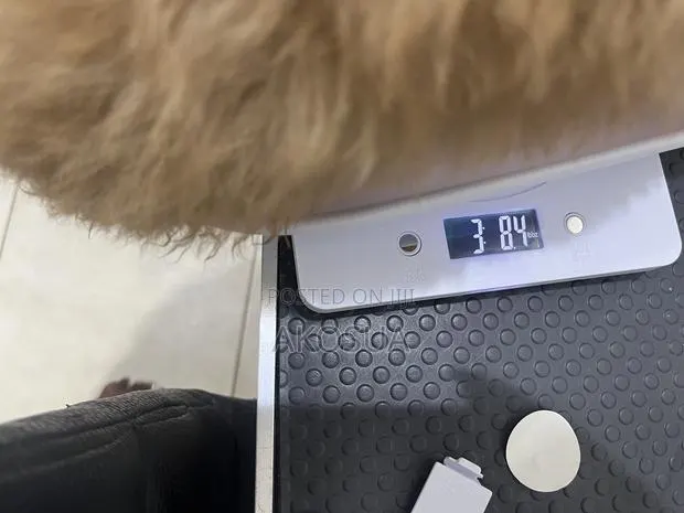 Pet Measurements Scale · Photo 1