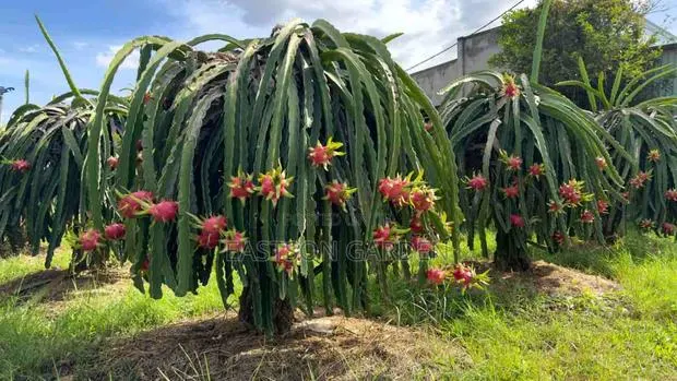 Exotic Dragon Fruits Seedlings · Photo 4