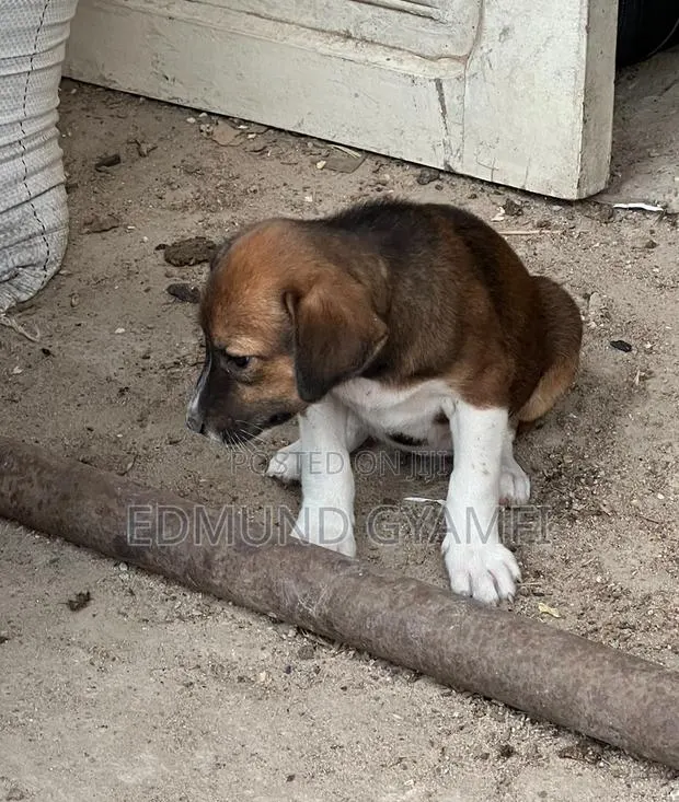 1-3 months Female Purebred Mongrel (No Breed) · Photo 1