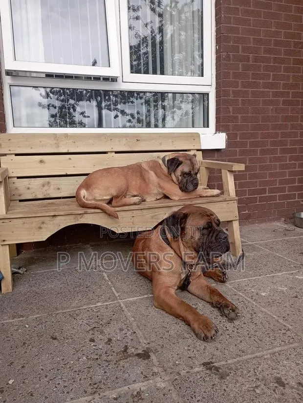 1-3 months Male Purebred Boerboel · Photo 1