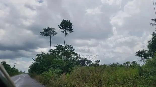 50,000 Acres for Rubber and Palm Trees Farming · Photo 2