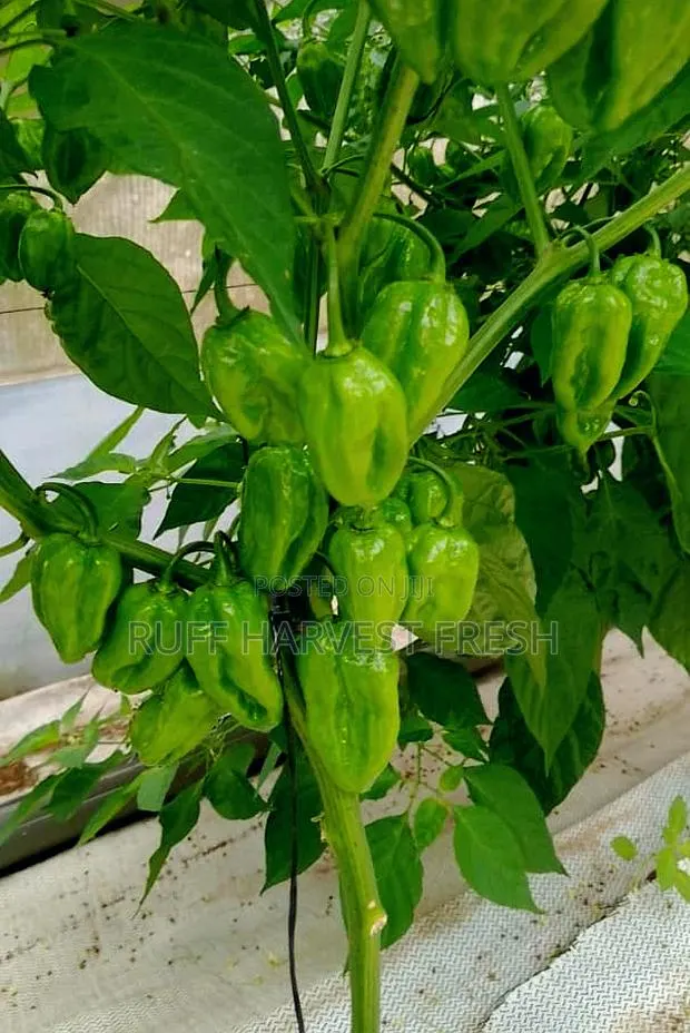 Home Gardening · Photo 1