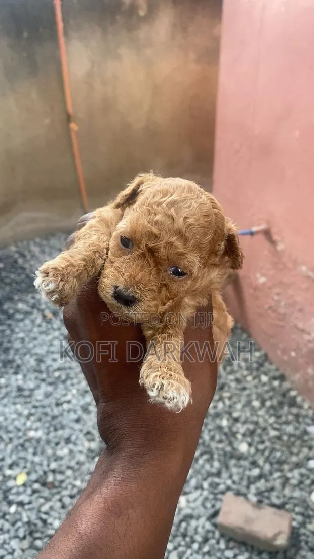 1-3 months Female Purebred Poodle · Photo 1
