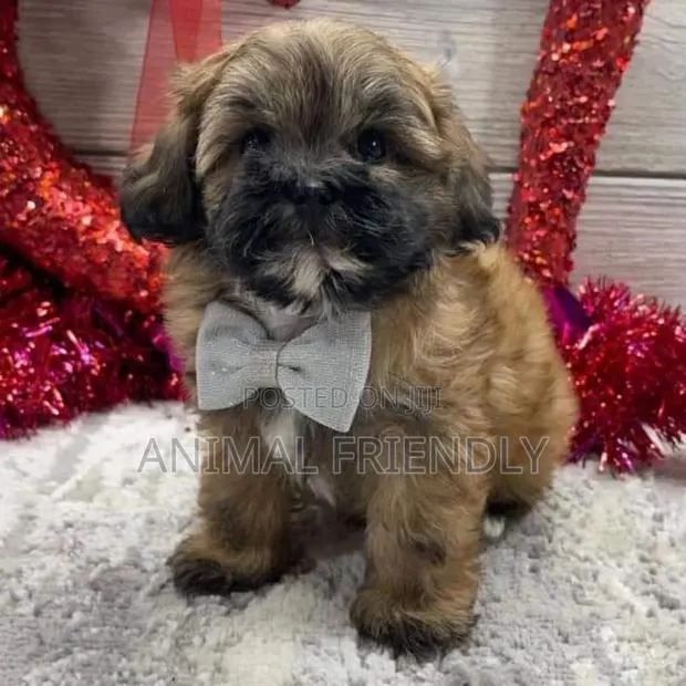 1-3 months Male Purebred Poodle · Photo 1