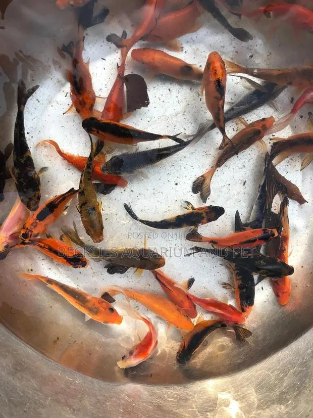 Gold Fish’S · Photo 1