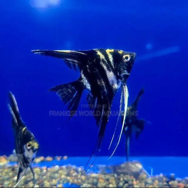 Marble Angel Fish · Photo 2