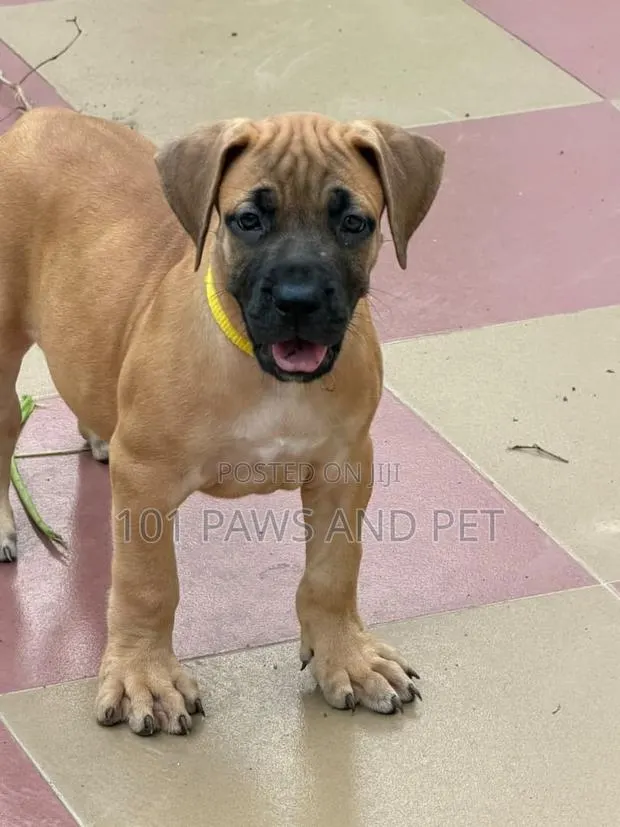 1-3 months Female Purebred Boerboel · Photo 1