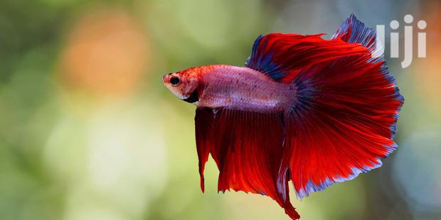 Betta Fish · Photo 1