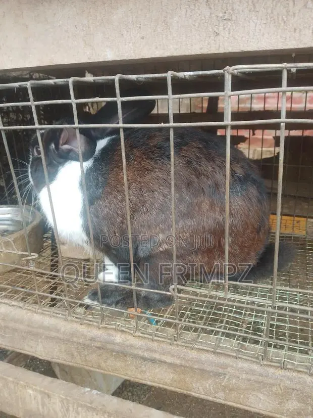 Matured Rabbits · Photo 1