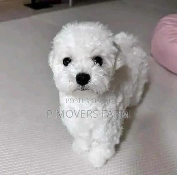 1-3 months Male Purebred Poodle · Photo 1