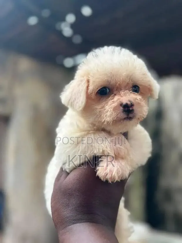1-3 months Male Purebred Poodle · Photo 1