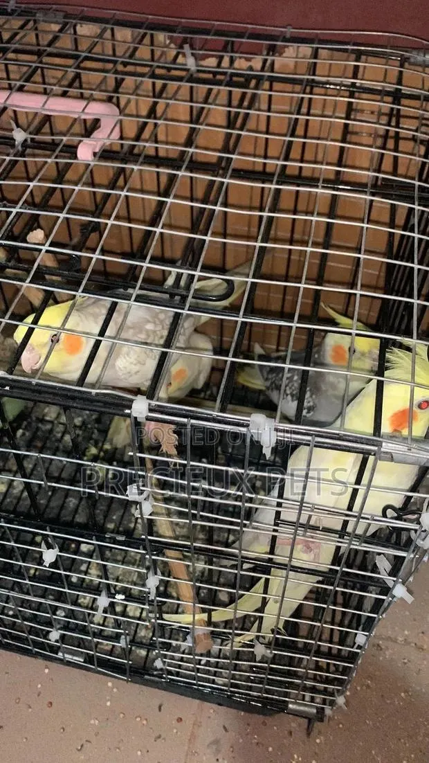 1 Single Cockatiel · Photo 1