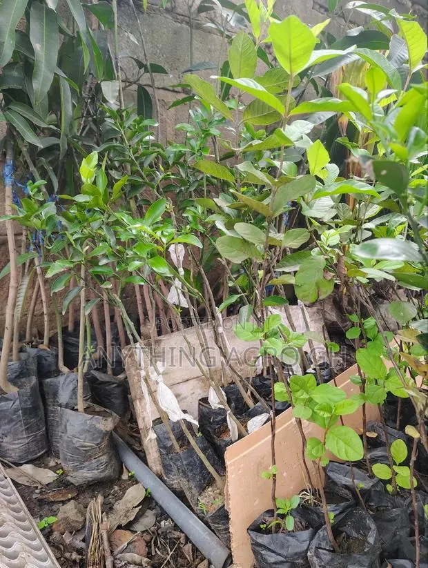 Apple Mango Seedlings · Photo 1