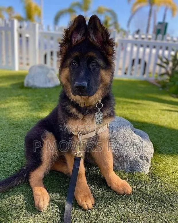 1-3 months Male Purebred German Shepherd · Photo 1
