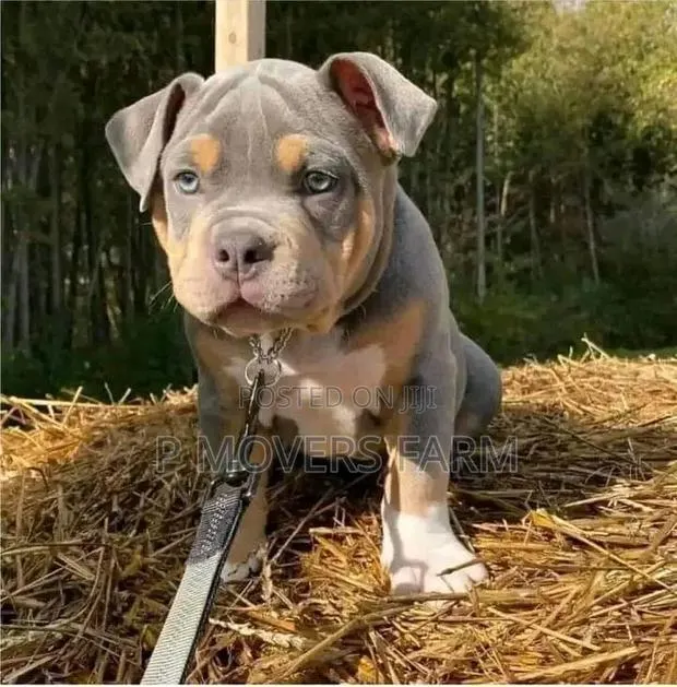 1-3 months Male Purebred American Pit Bull Terrier · Photo 1