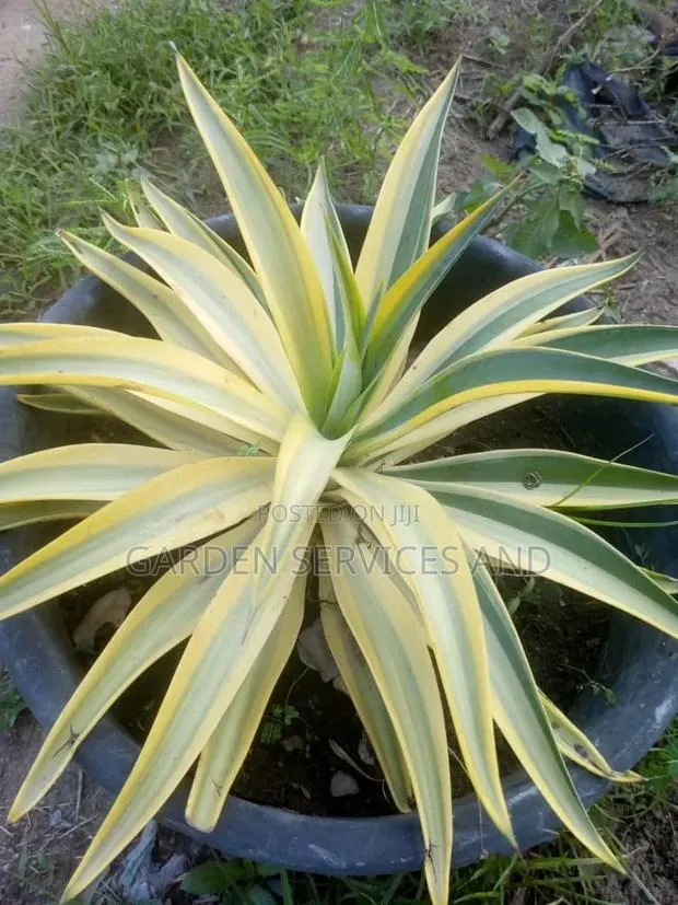 Agave for Sale · Photo 1