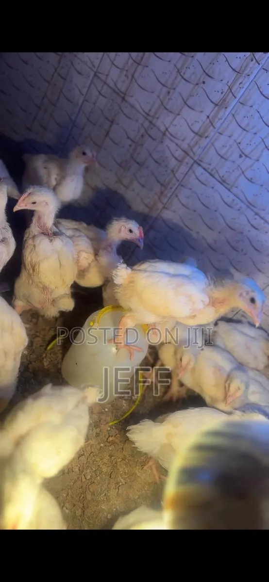 Broiler Chicken for Sale · Photo 2