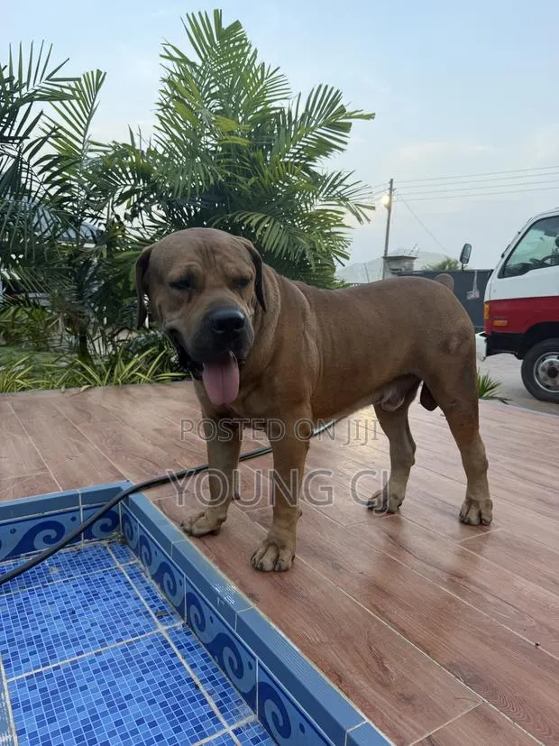 Boerboel for Crossing · Photo 2