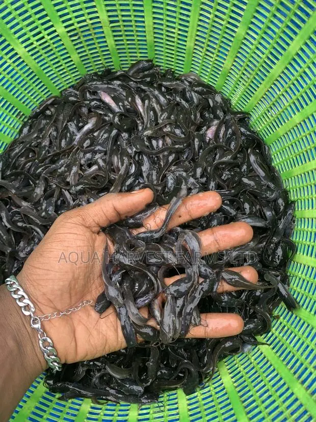 Catfish Fingerlings · Photo 1